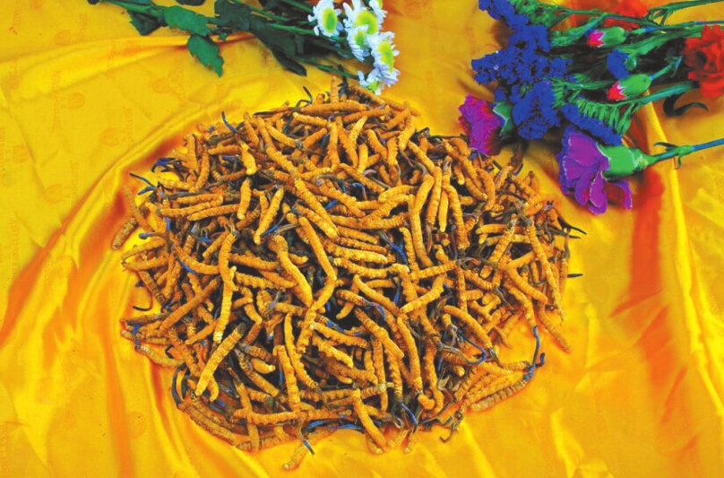 距华西淘玉树虫草特卖会周年庆开幕还有2天