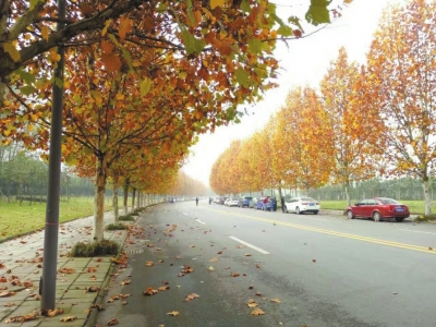 冬风萧瑟落黄叶 赏自贡美景要抓紧 - 采集栏目 - 华西都市报