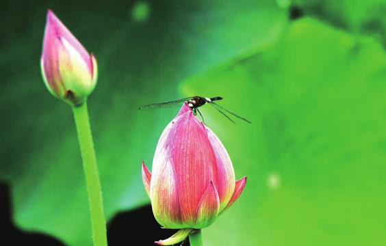 初夏时节荷花绽放