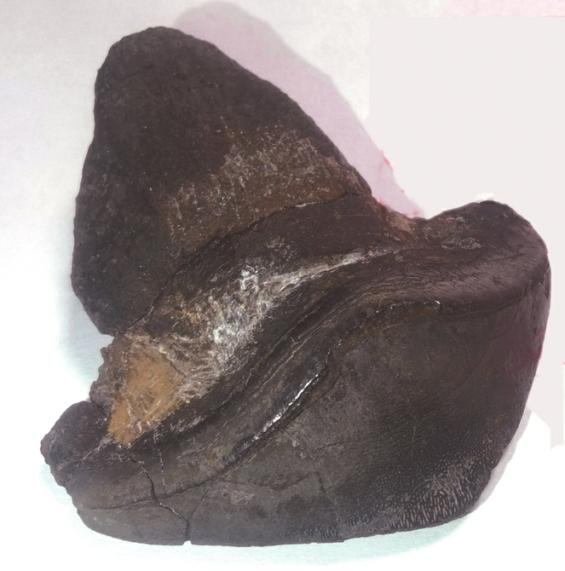 瓣齿鲨牙齿化石.新华社发